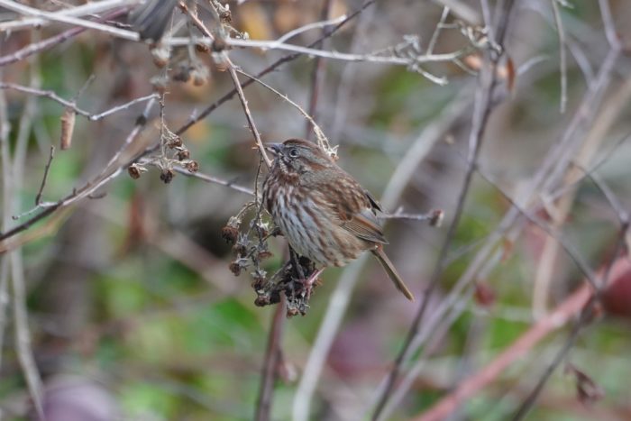 Song Sparrow