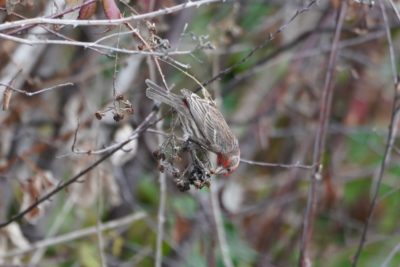 House Finch