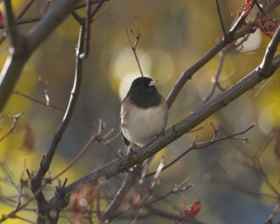 Dark-eyed Junco