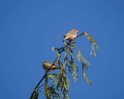 House Finches