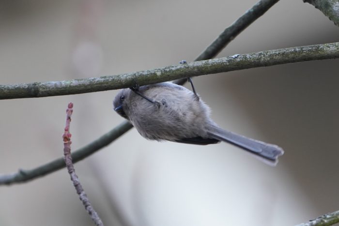 Bushtit