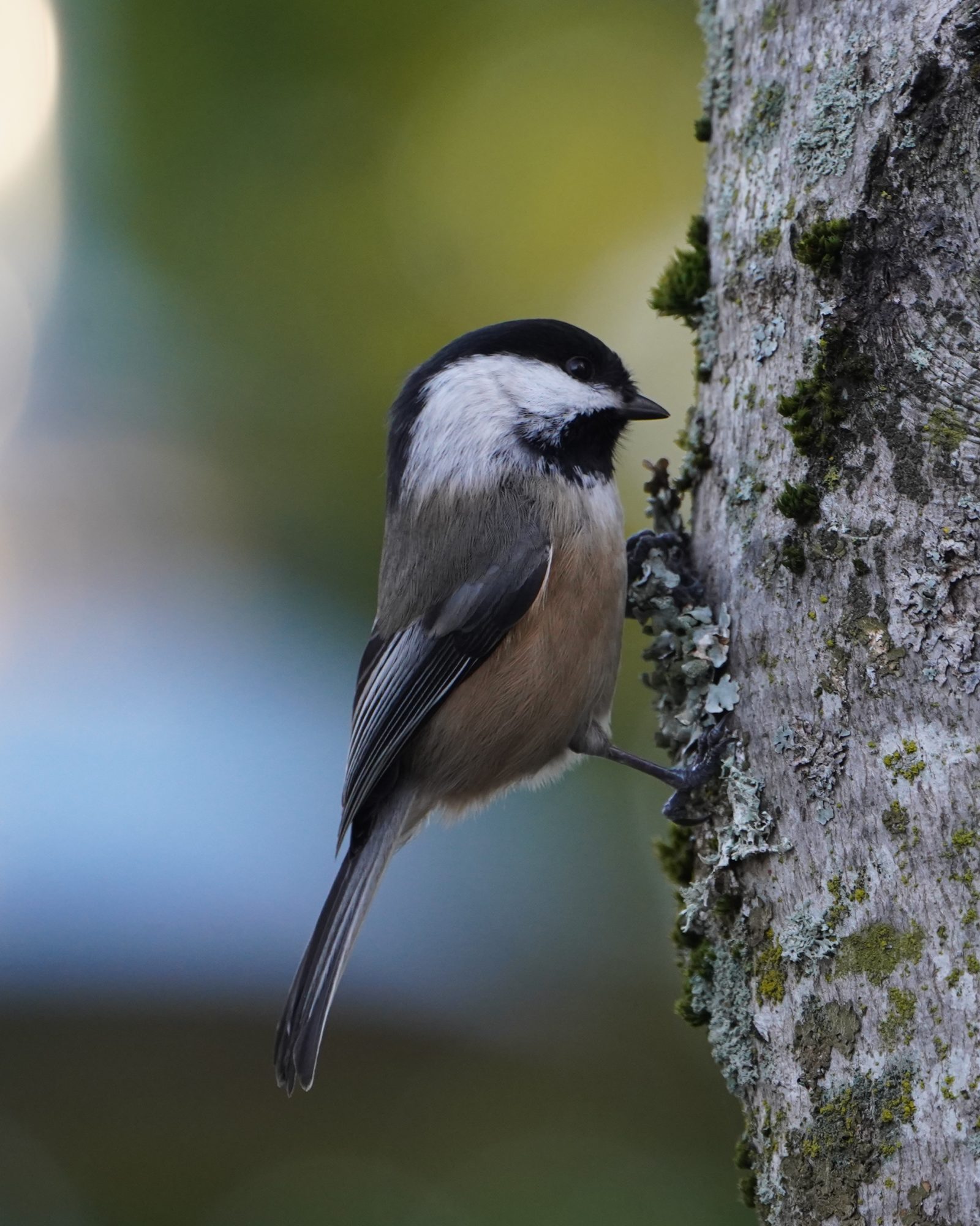 Black-capped Chickadee