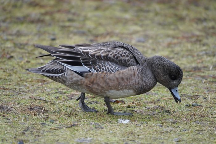 American Wigeon browsing