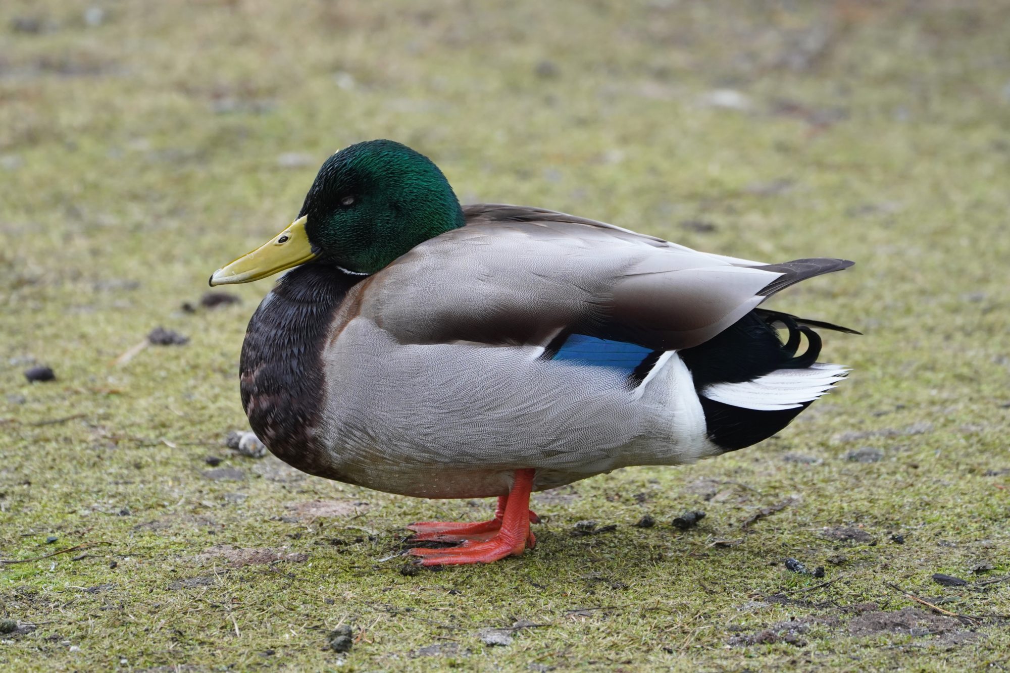 Mallard Duck