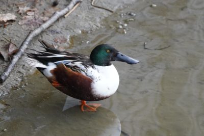 Northern Shoveler