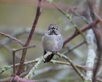 Anna's Hummingbird