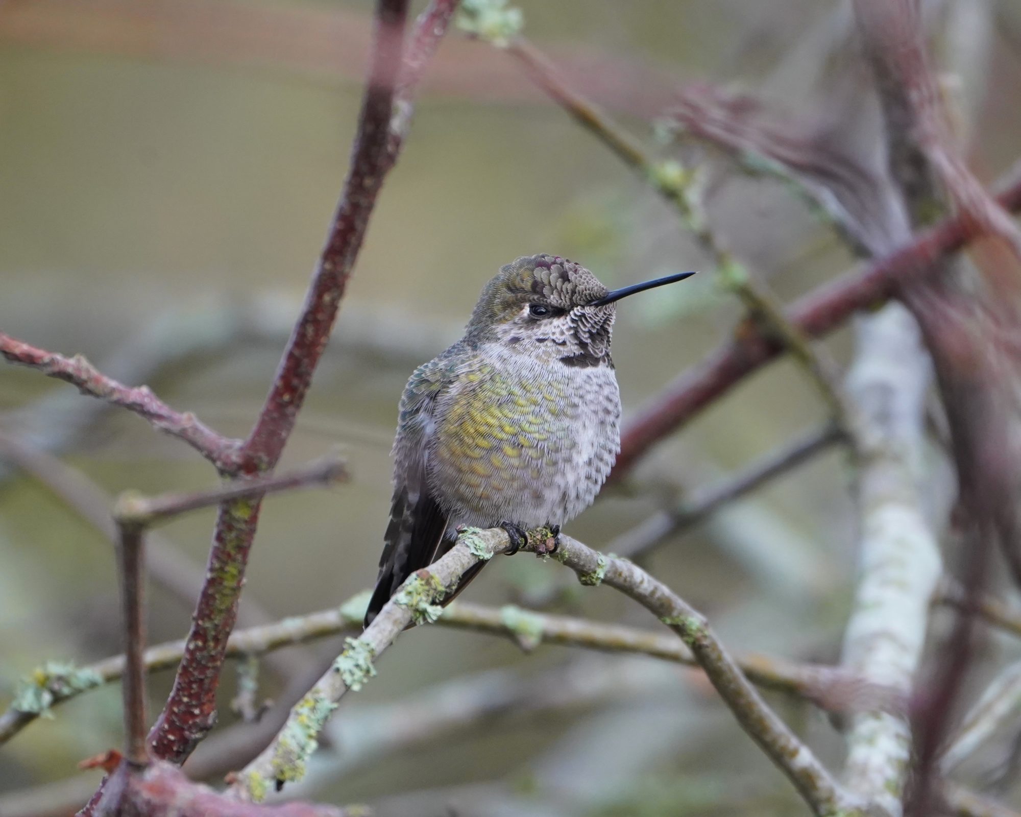 Anna's Hummingbird