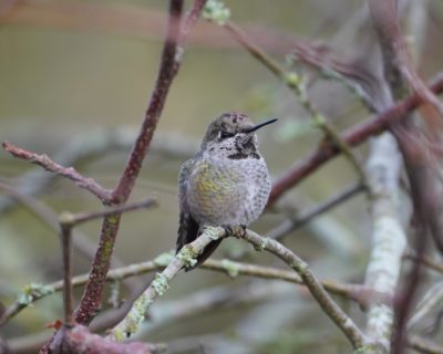 Anna's Hummingbird