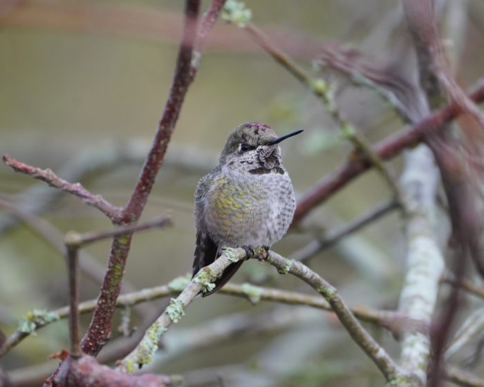 Anna's Hummingbird