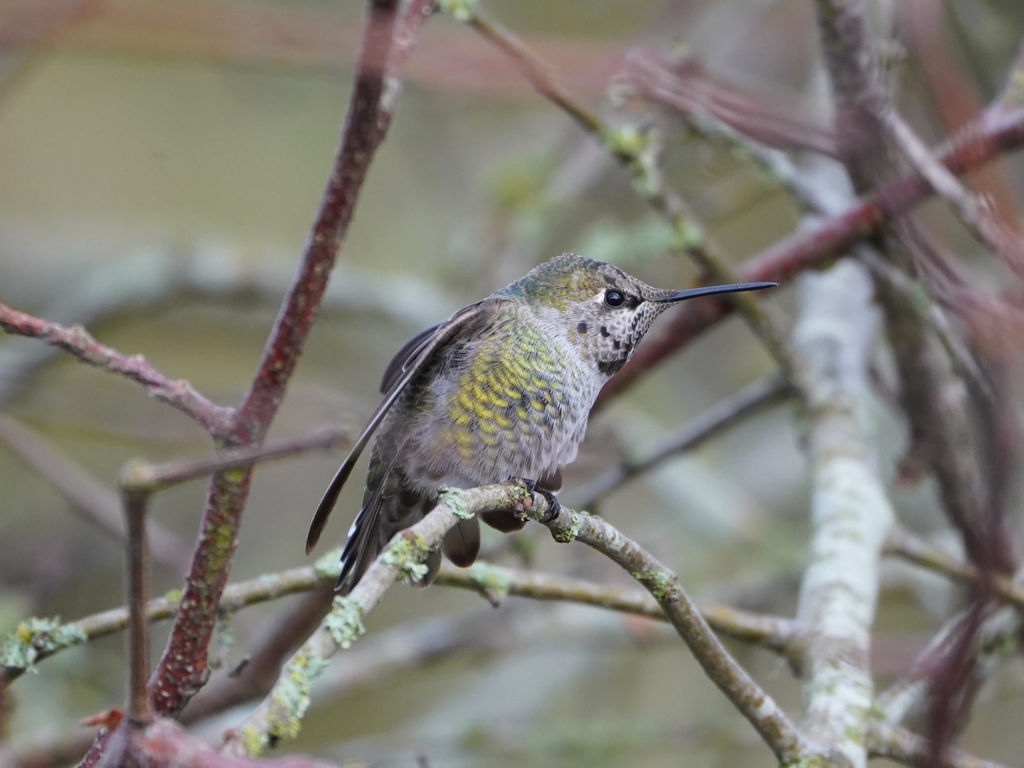 Anna's Hummingbird