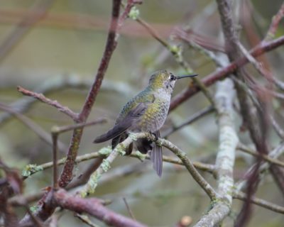 Anna's Hummingbird