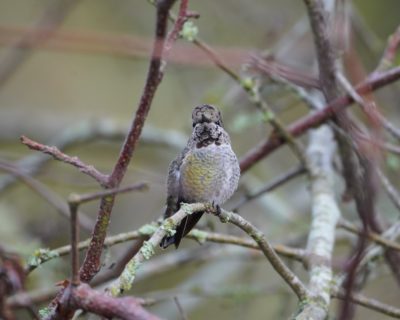 Anna's Hummingbird