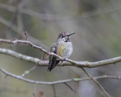 Anna's Hummingbird