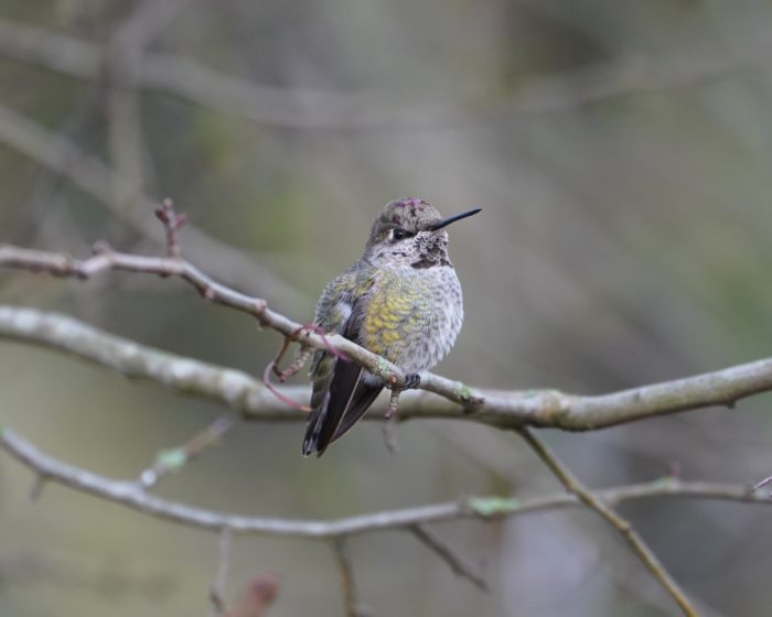 Anna's Hummingbird