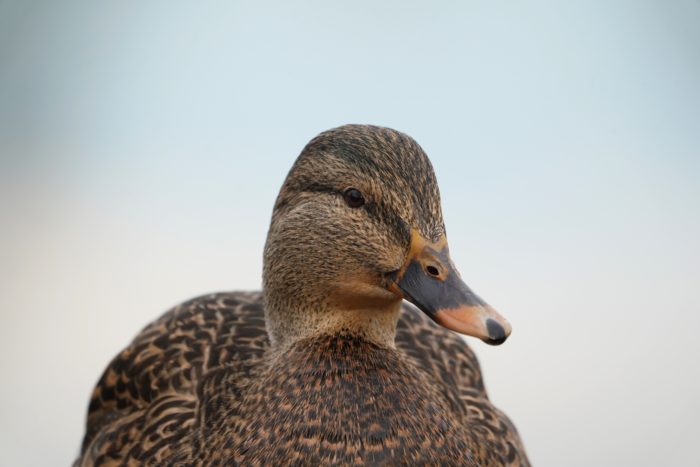 Mallard Duck