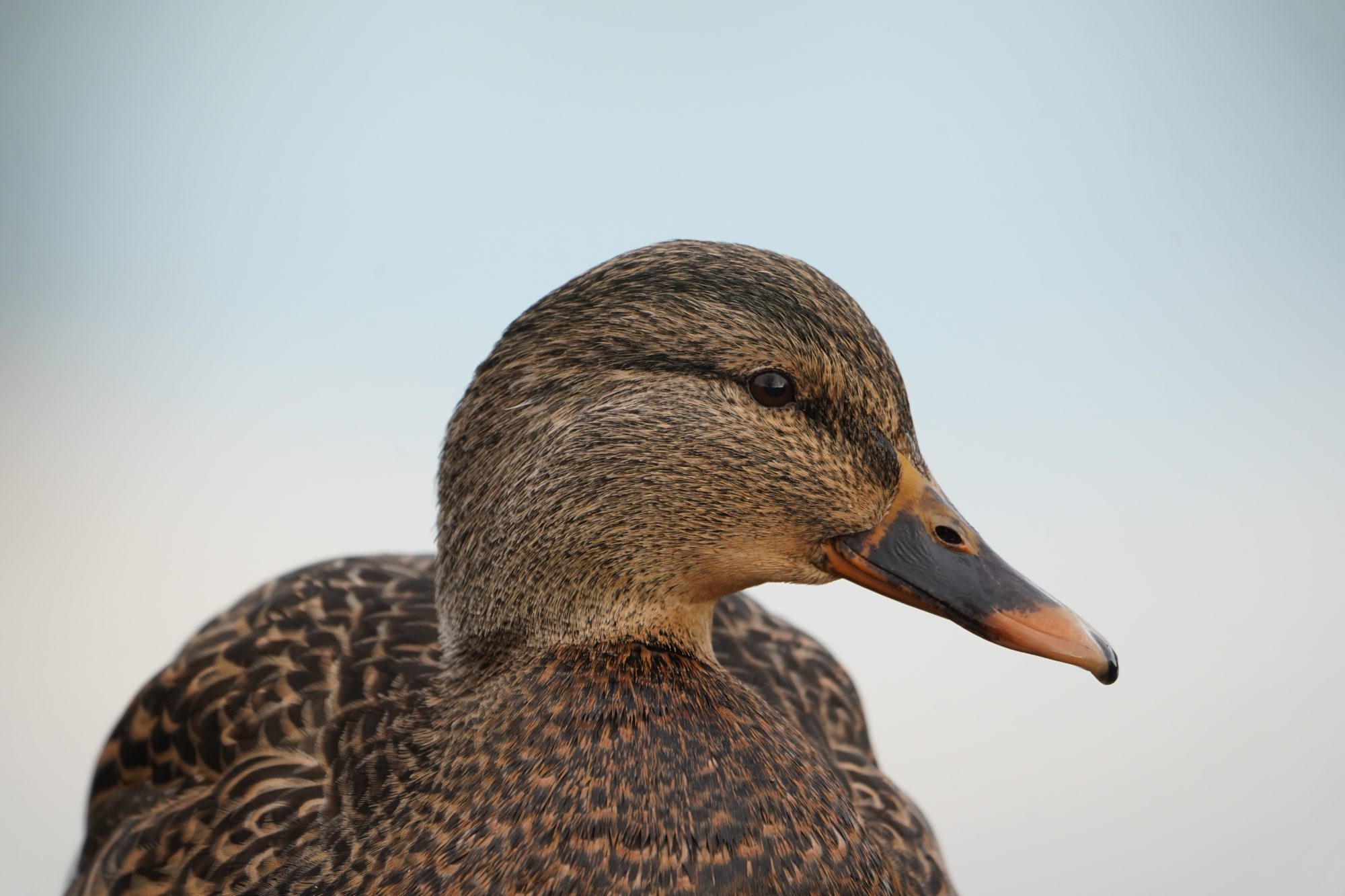 Mallard Duck