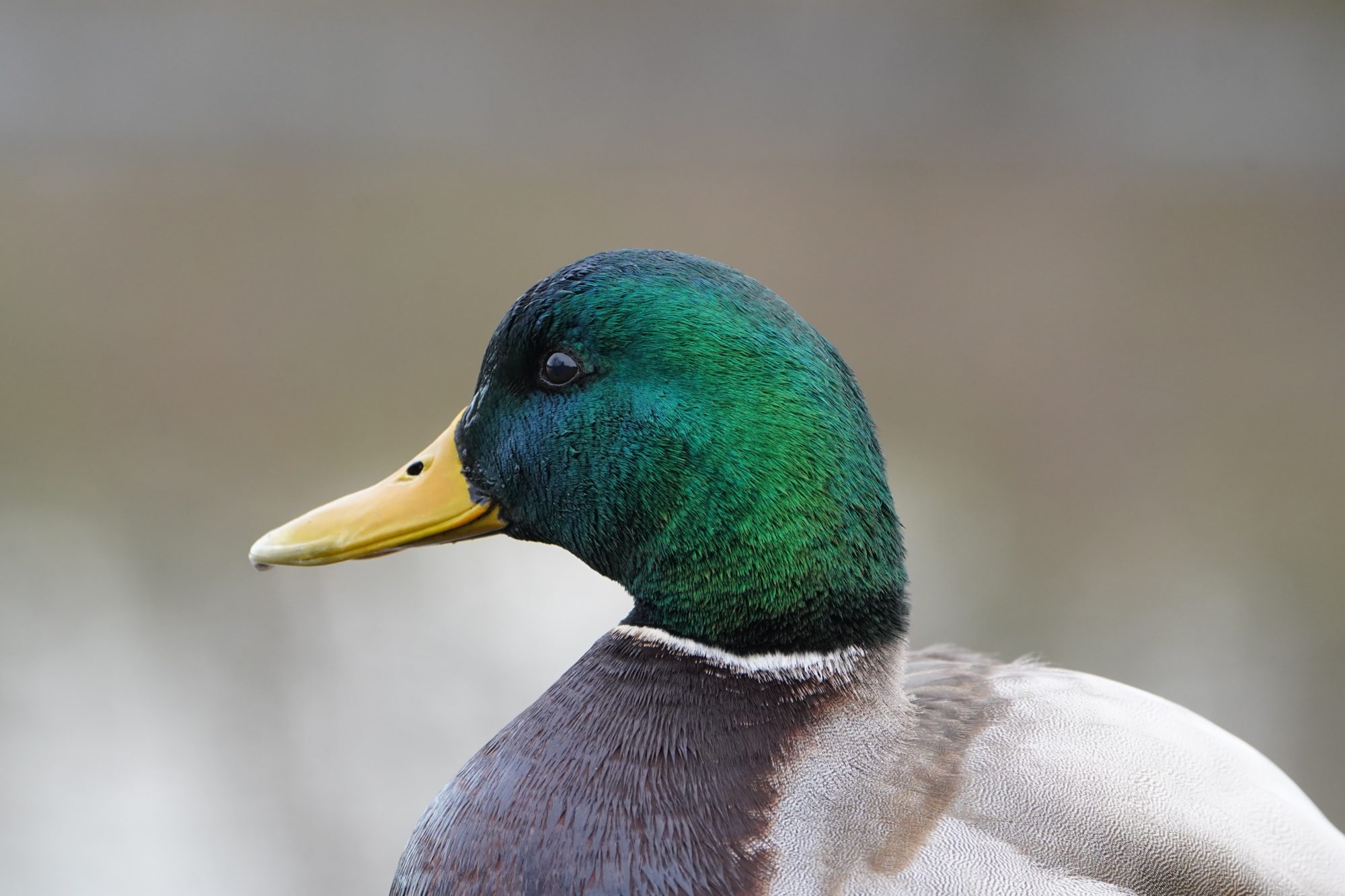 Mallard Duck