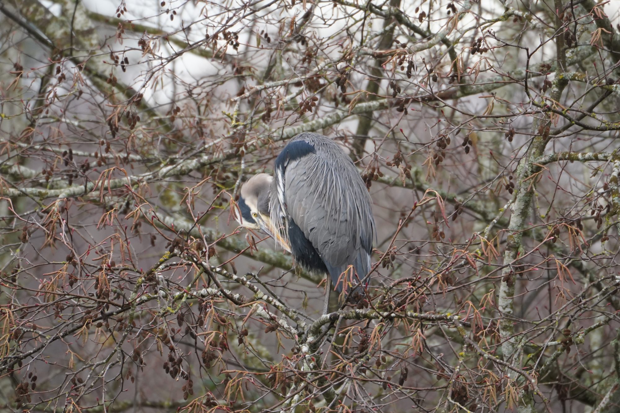 Great Blue Heron