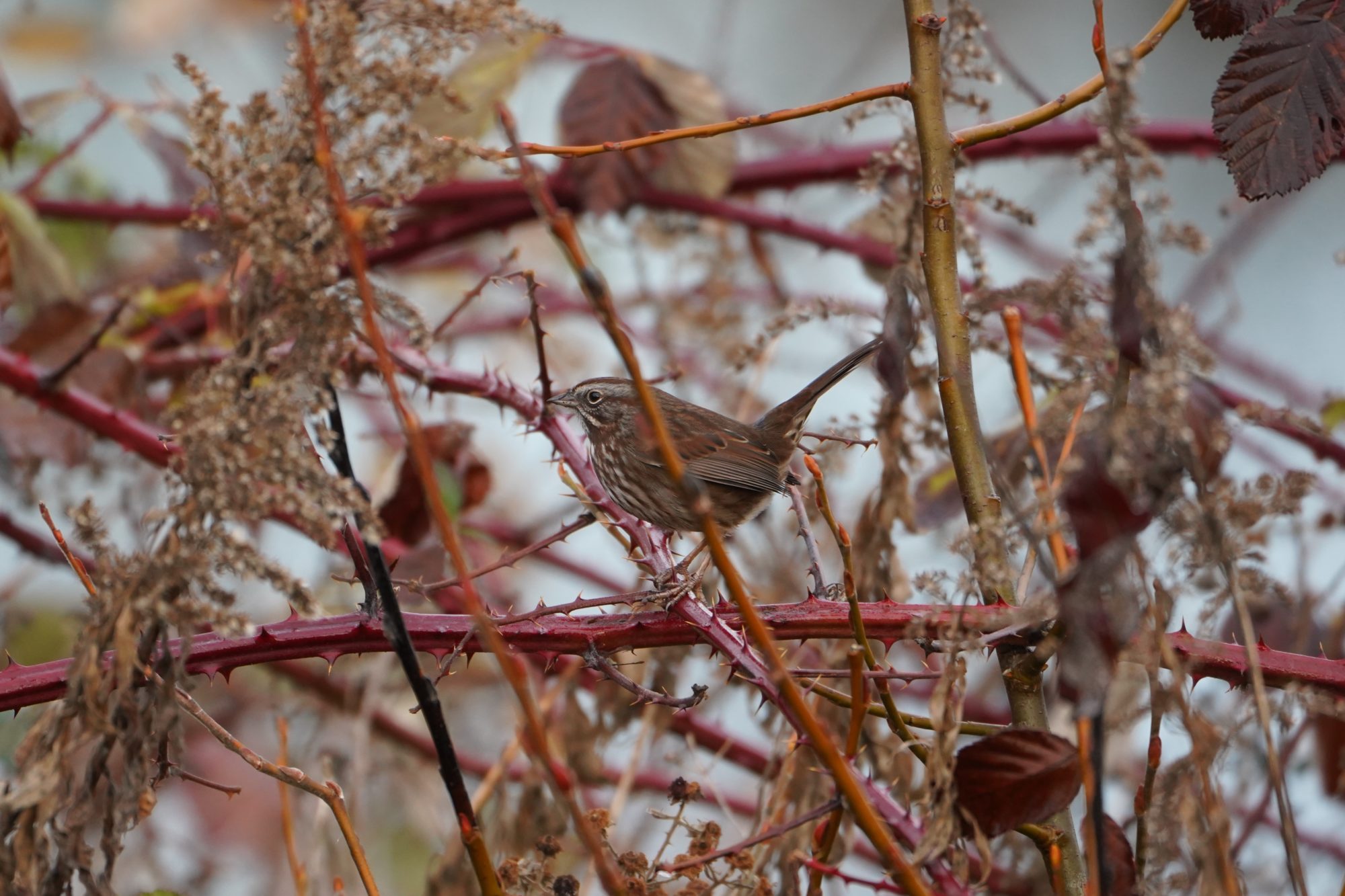 Song Sparrow