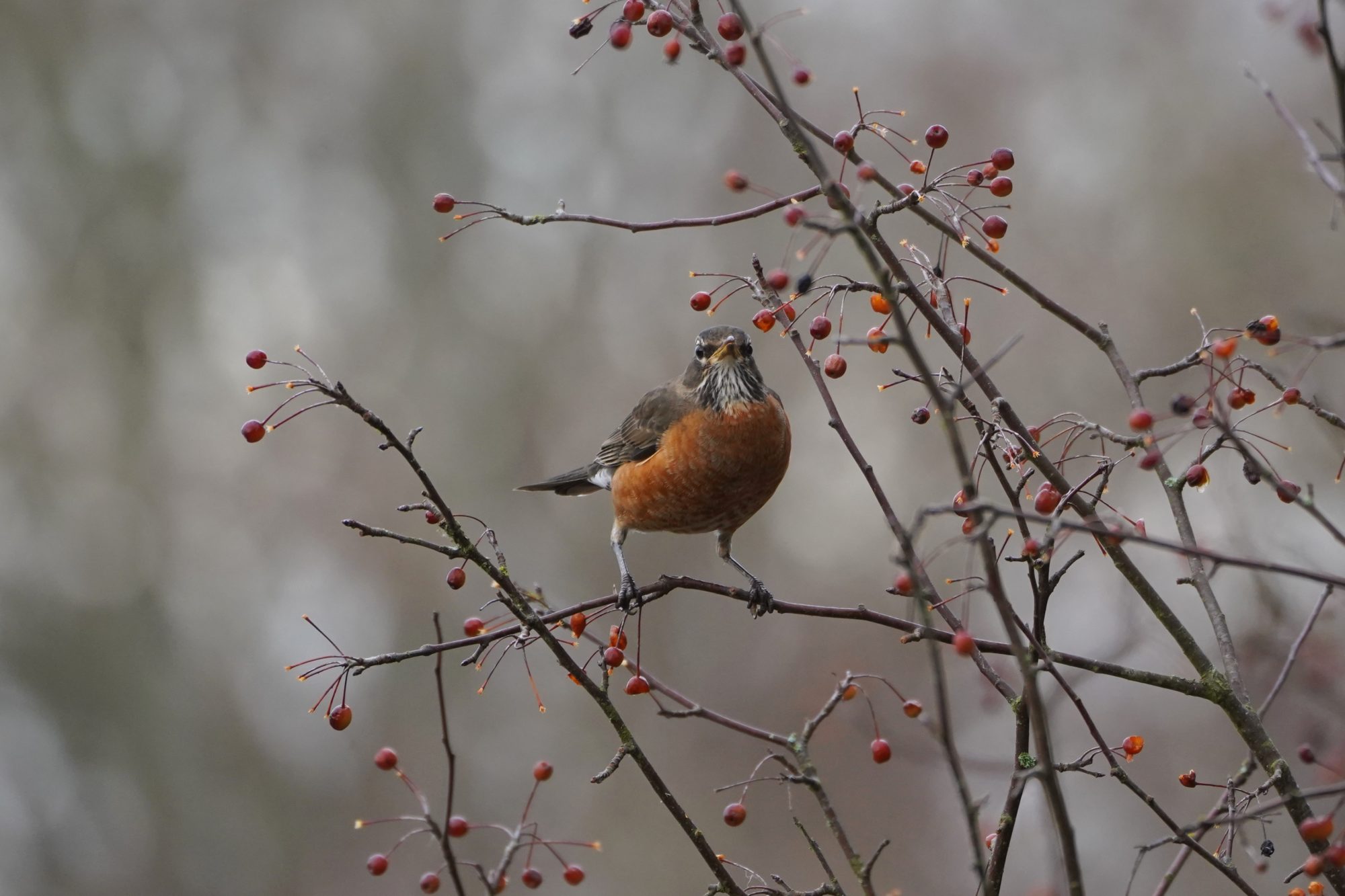 American Robin