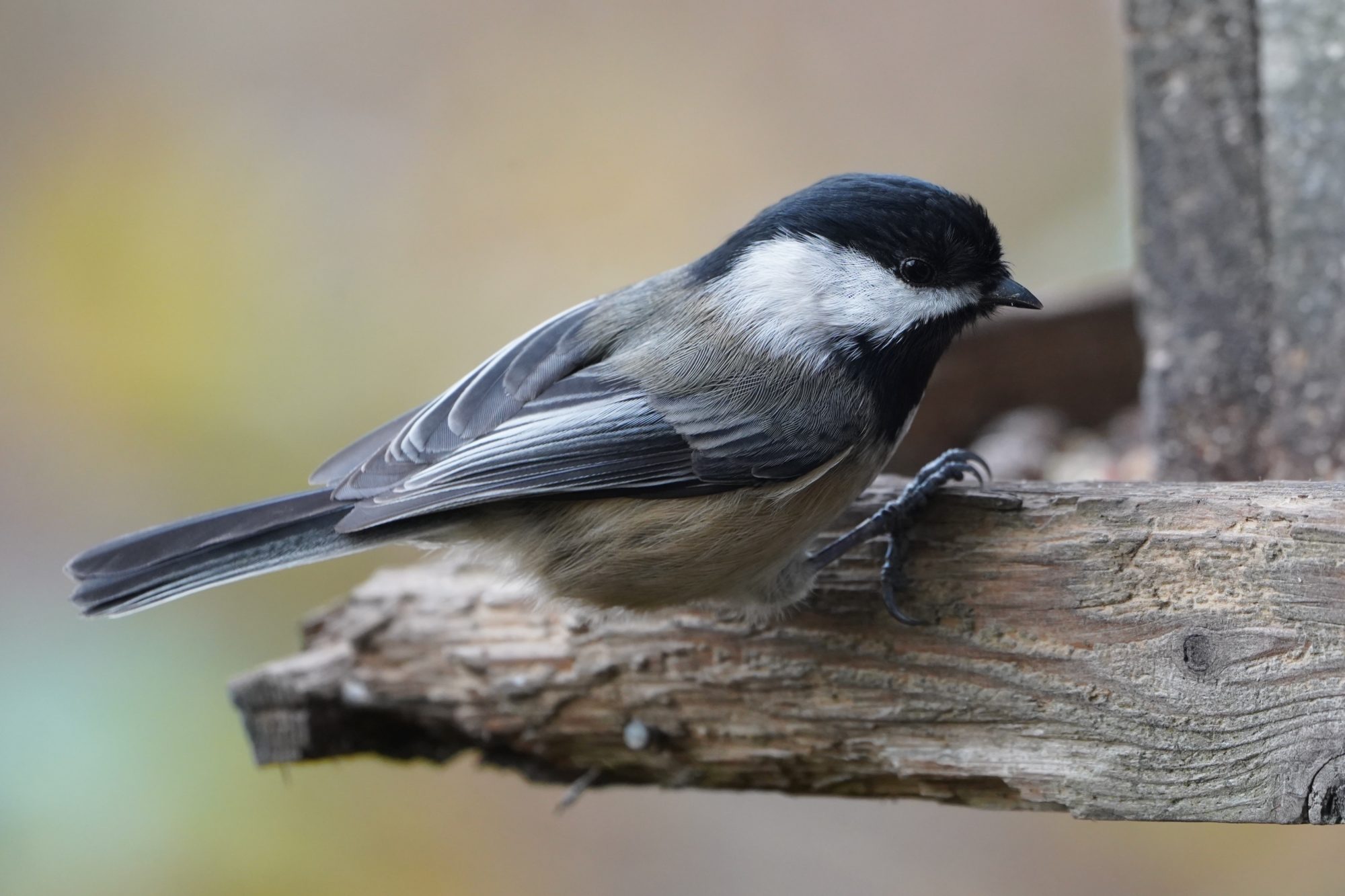 Black-capped Chickadee