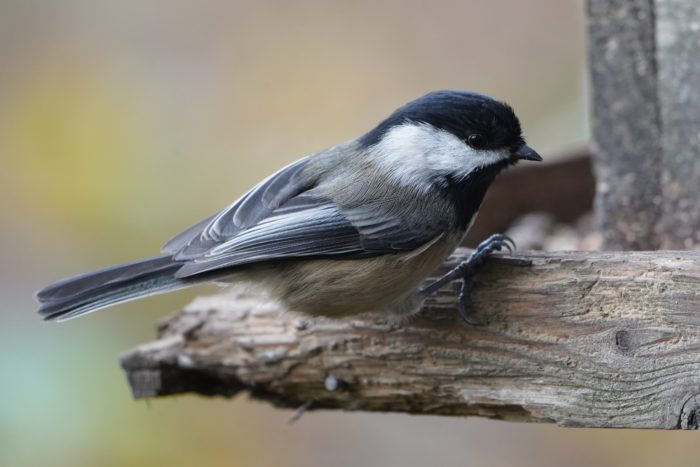 Black-capped Chickadee