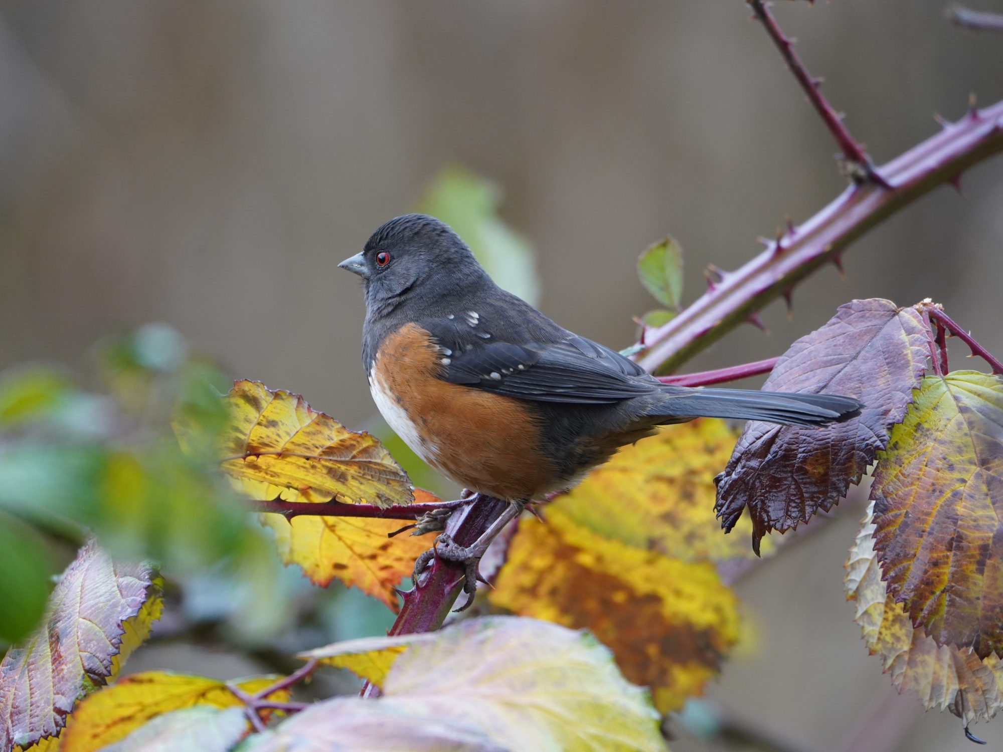 Spotted Towhee