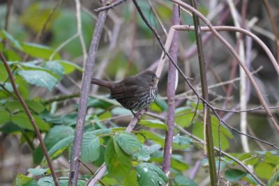 Fox Sparrow