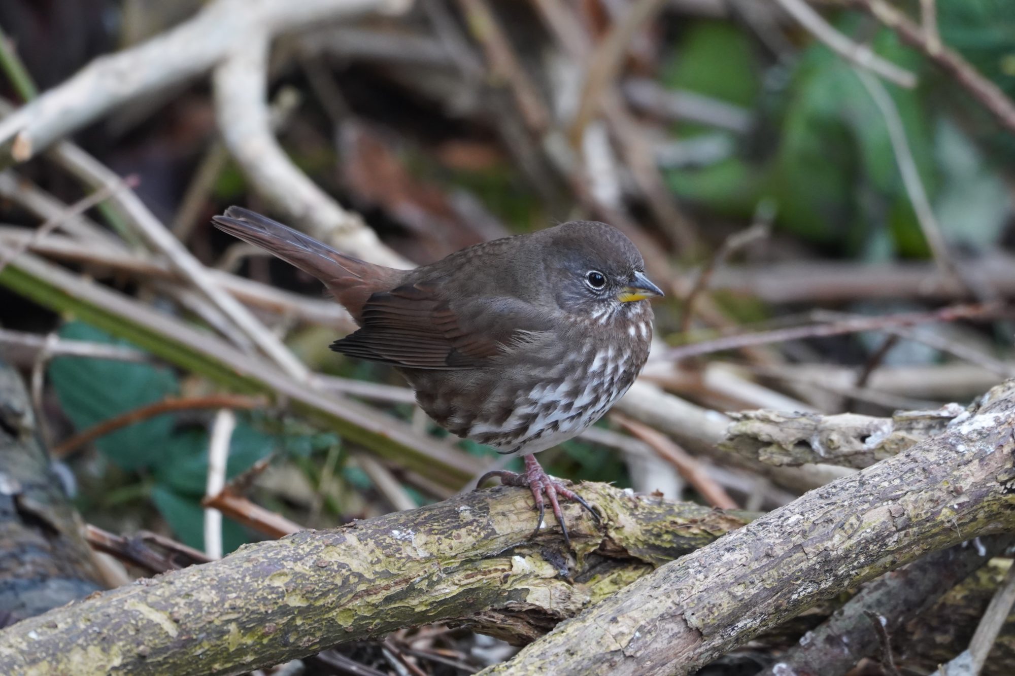 Fox Sparrow