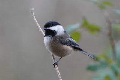 Black-capped Chickadee