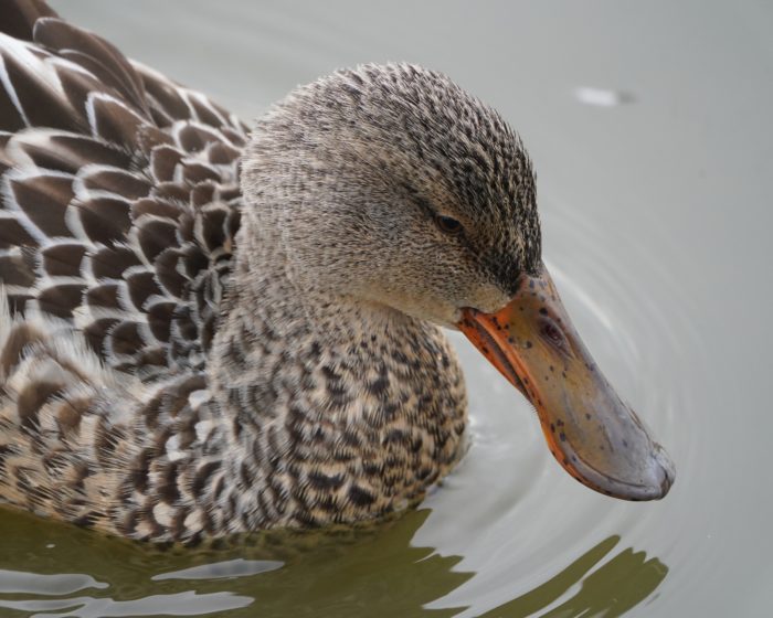 Northern Shoveler, female