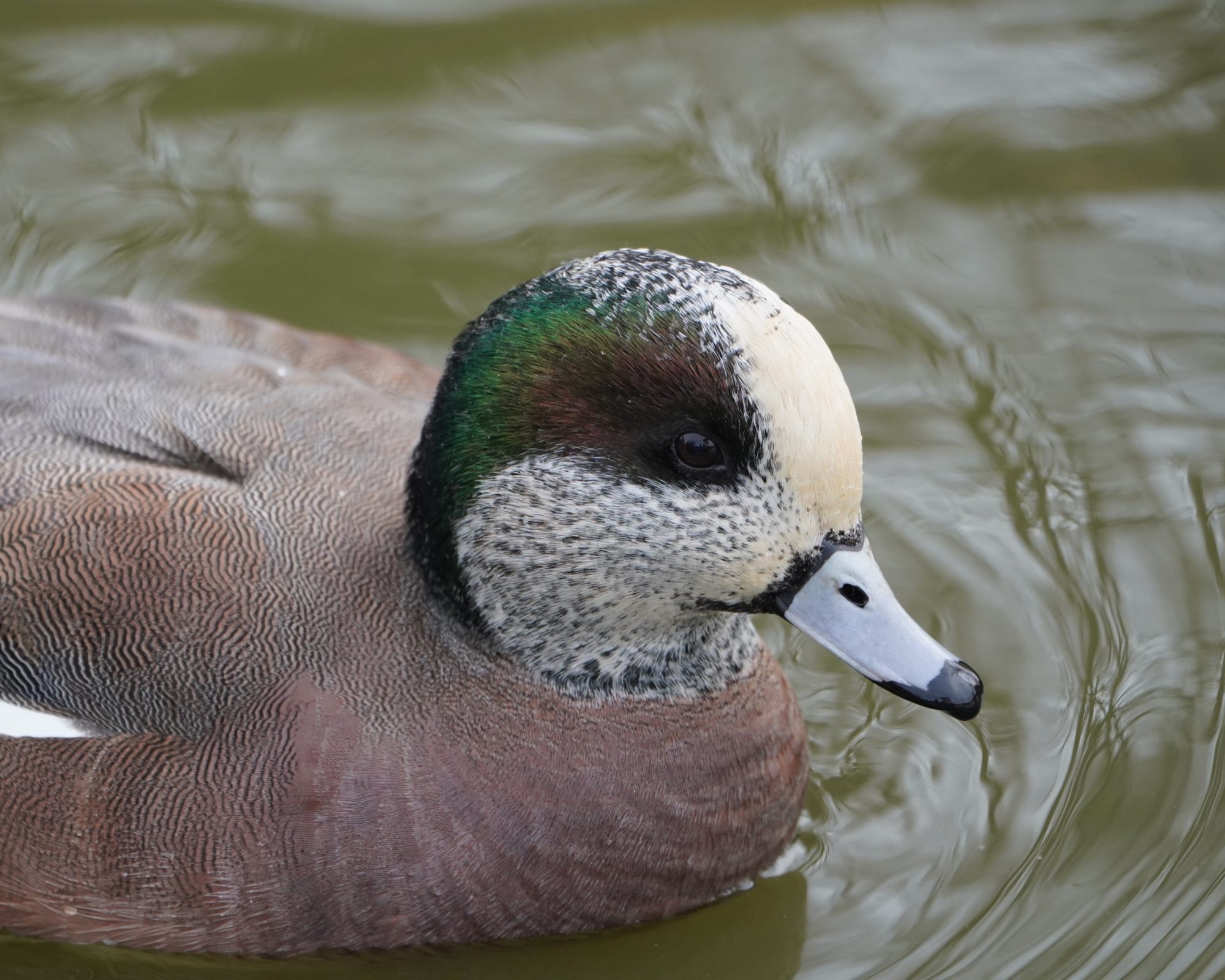 American Wigeon