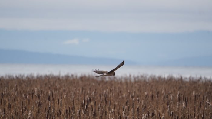 Northern Harrier