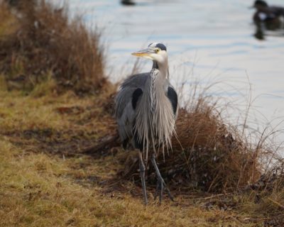 Great Blue Heron