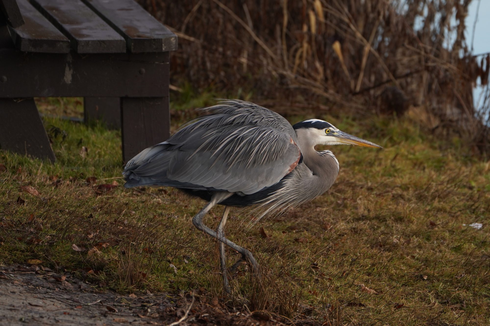 Great Blue Heron