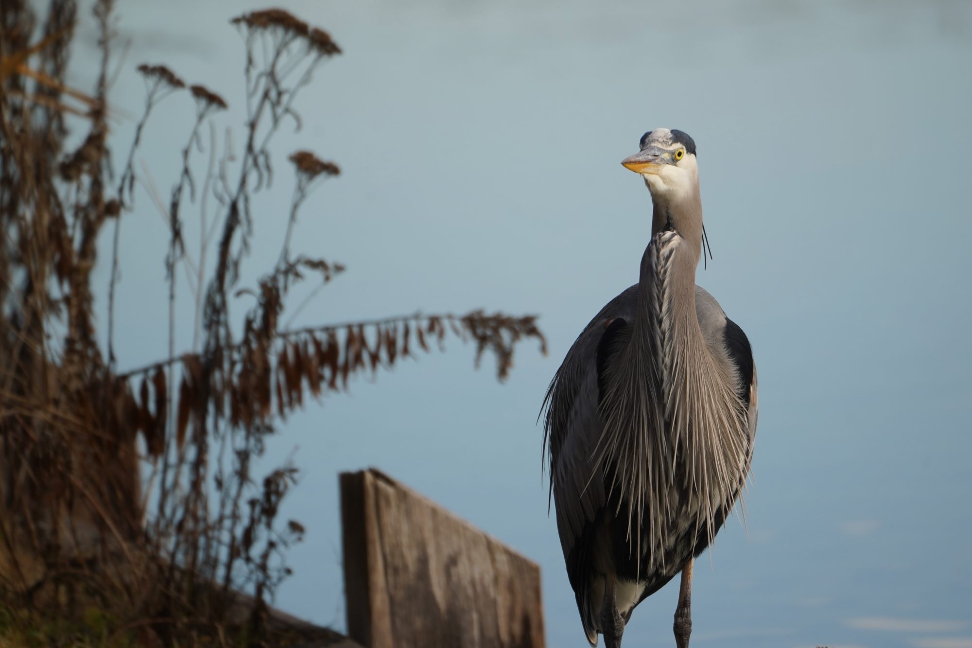 Great Blue Heron