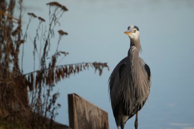 Great Blue Heron