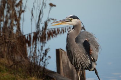 Great Blue Heron