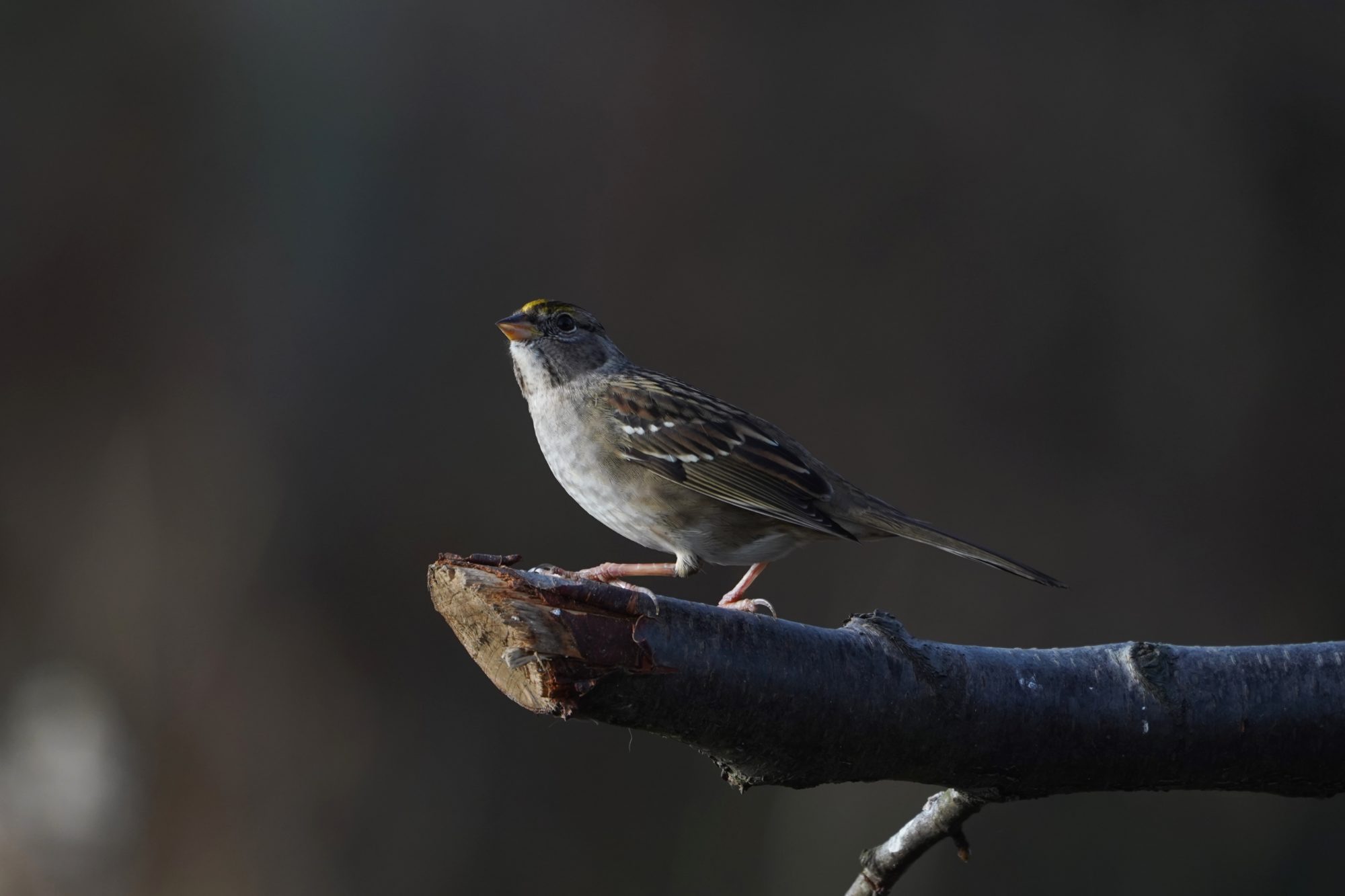 Golden-crowned Sparrow