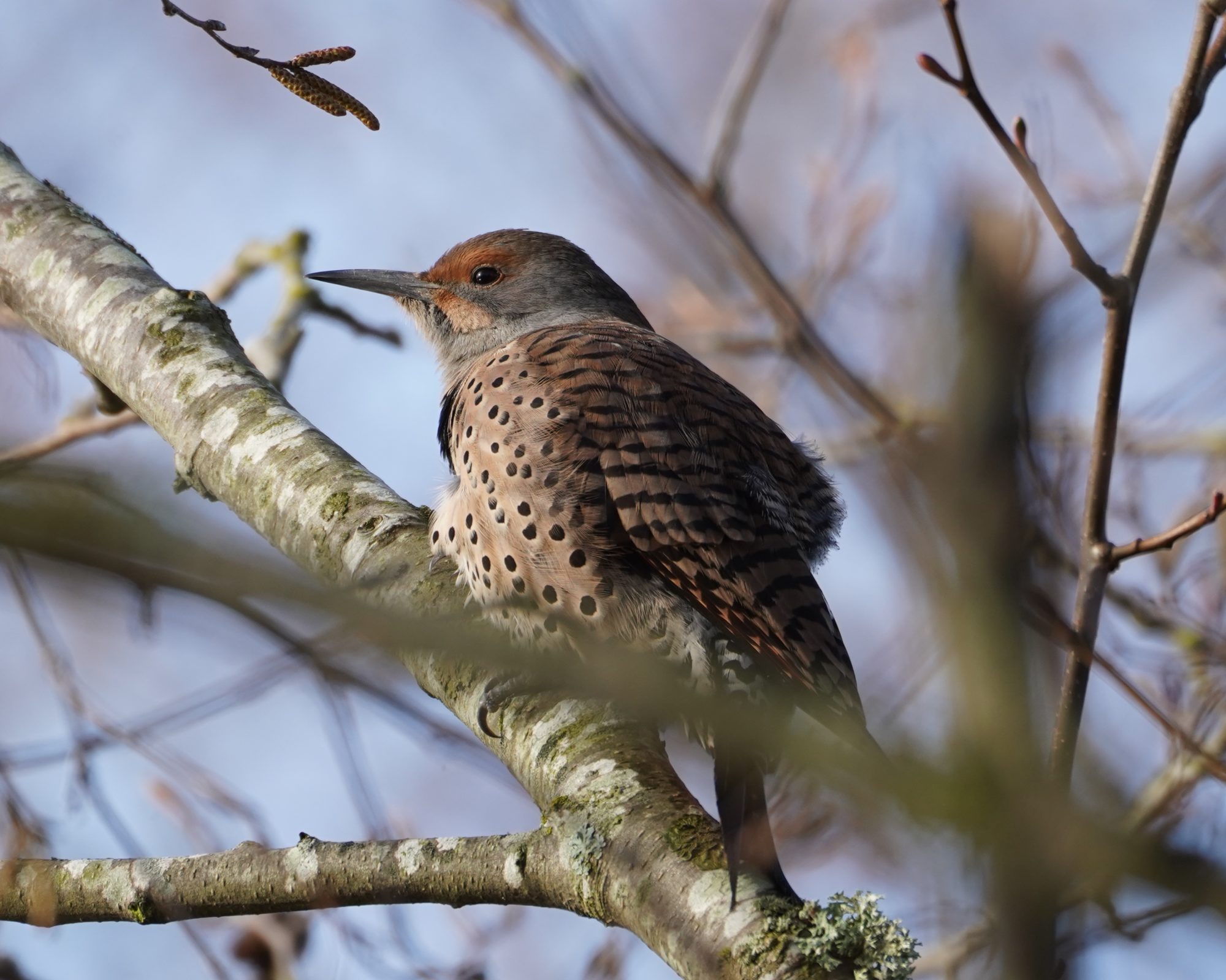 Northern Flicker