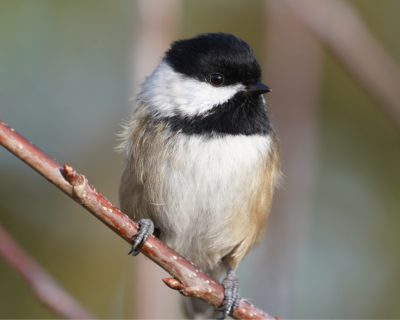 Black-capped Chickadee