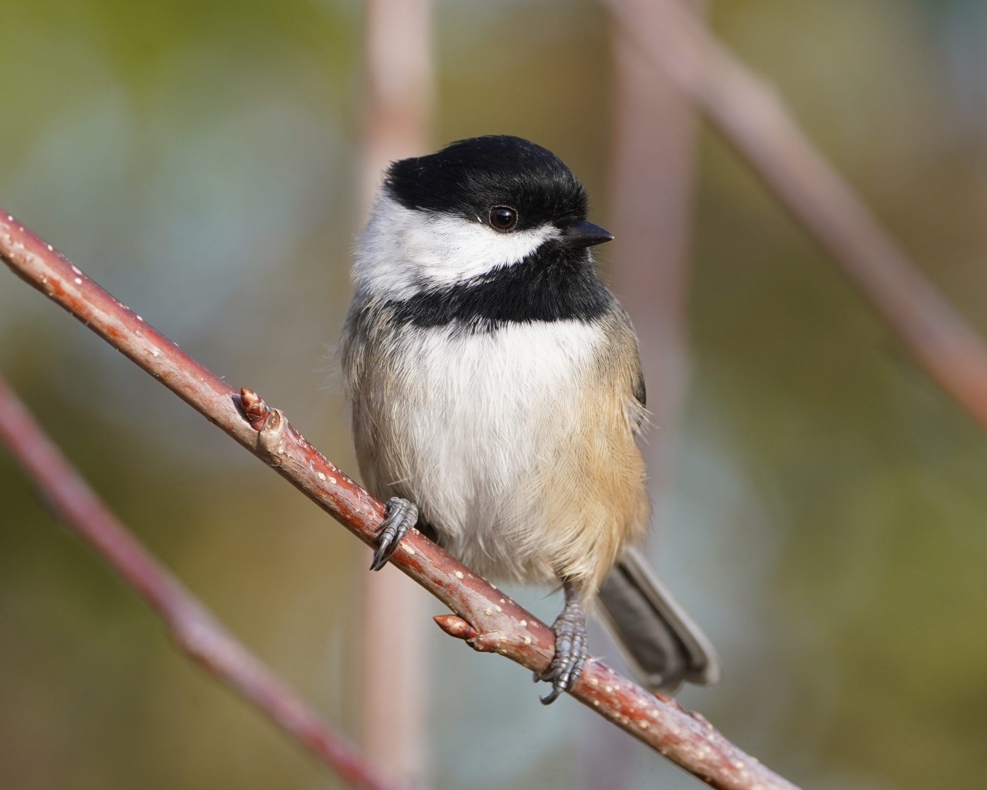 Black-capped Chickadee