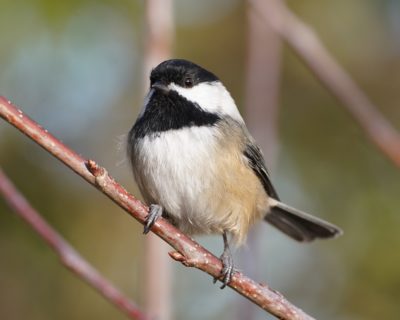 Black-capped Chickadee