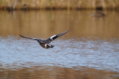 American Wigeon