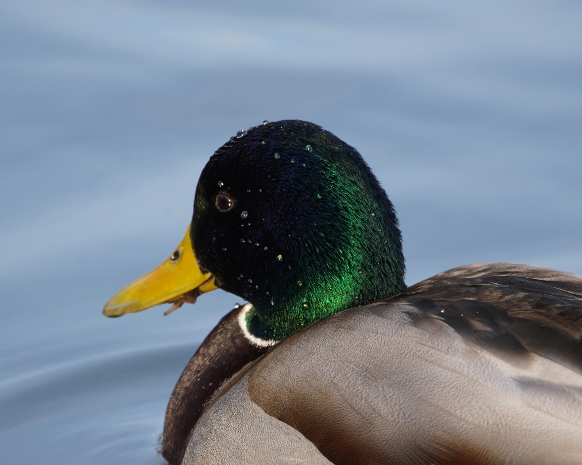 Mallard Duck