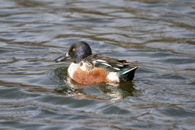 Northern Shoveler