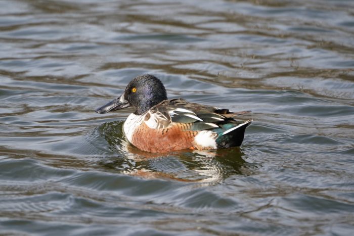 Northern Shoveler