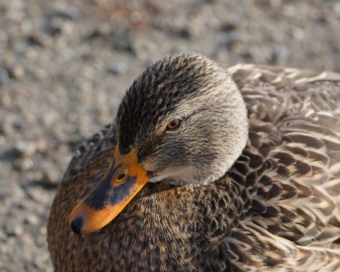 Mallard Duck