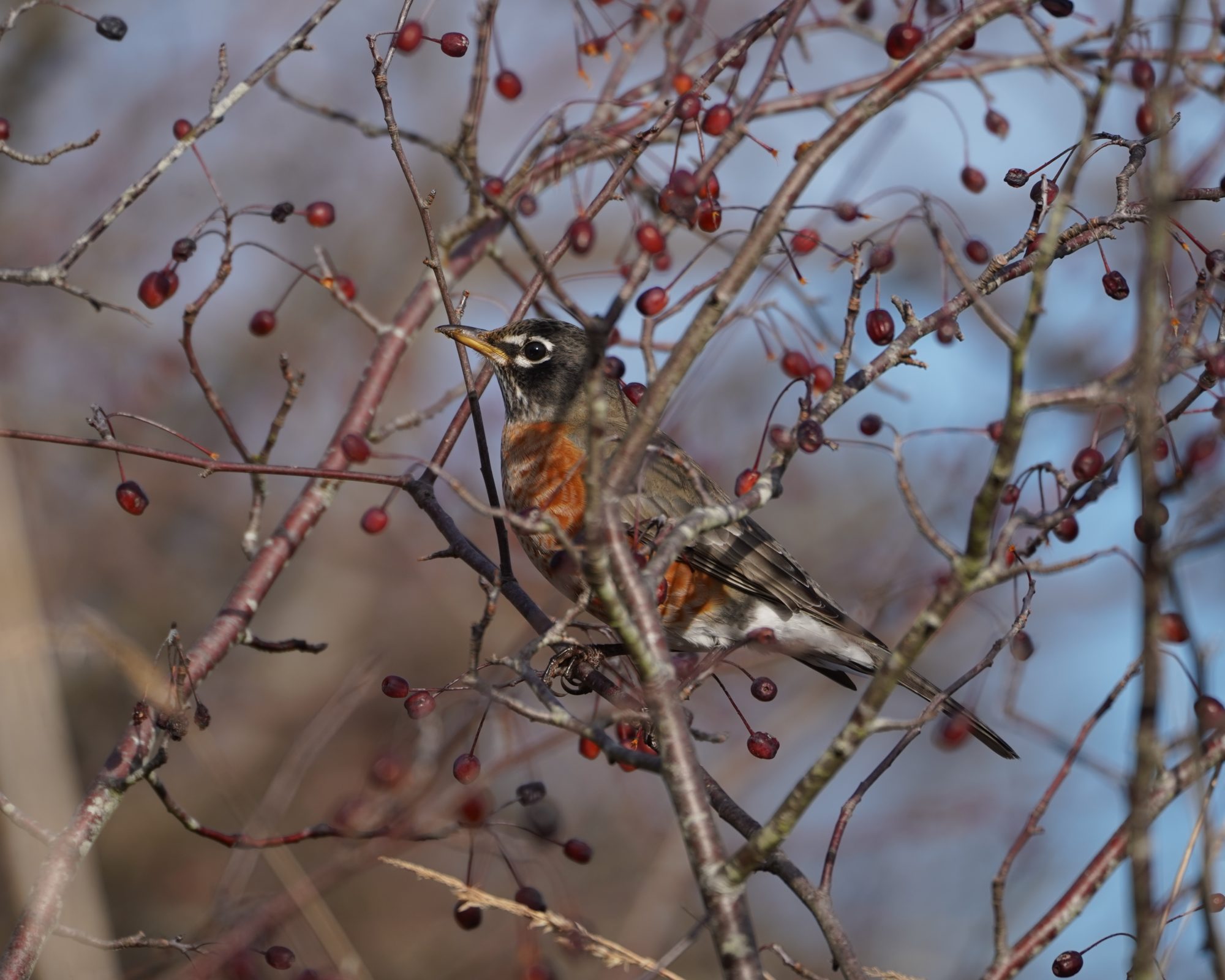 American Robin