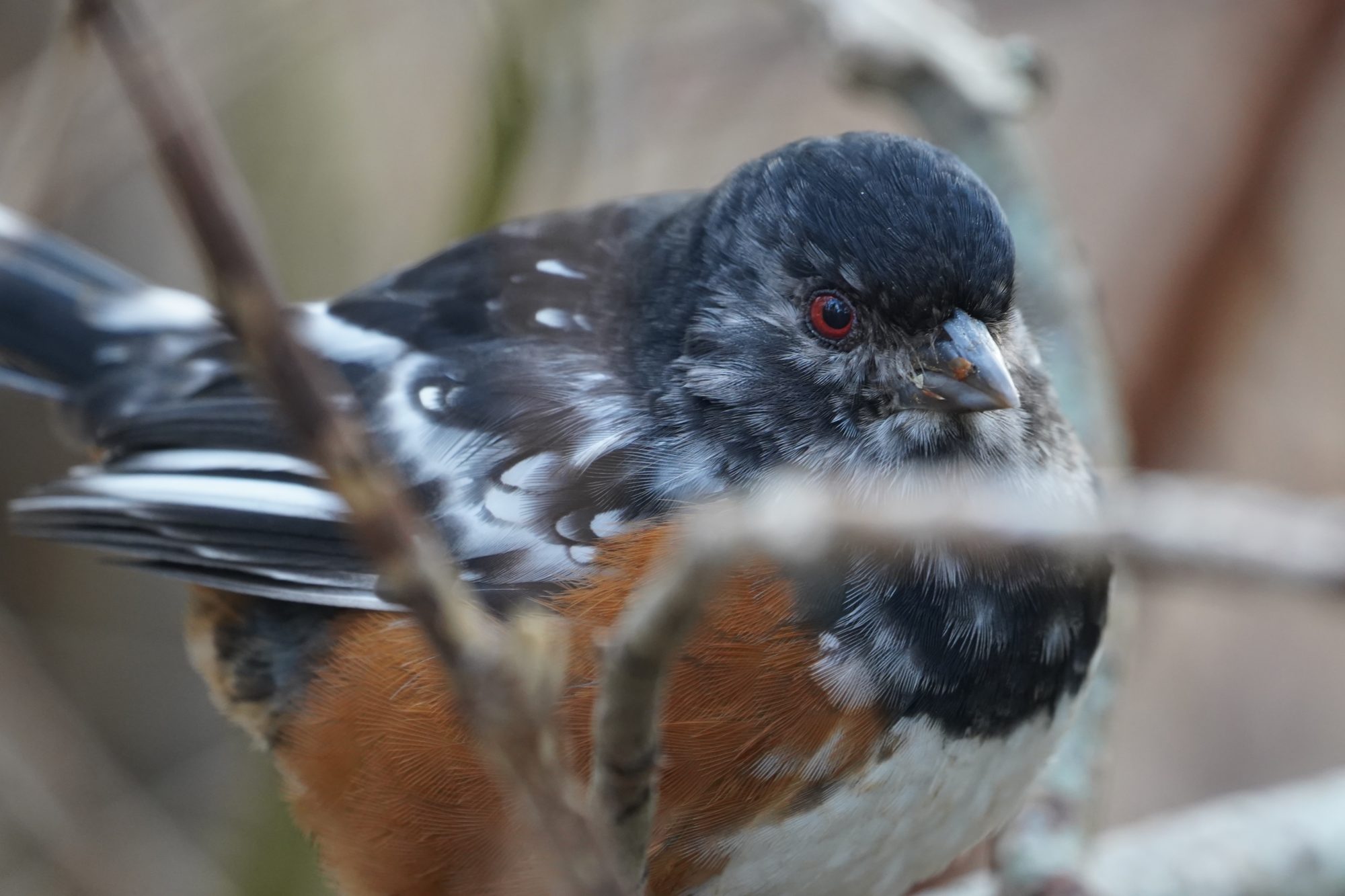 Leucistic Spotted Towhee